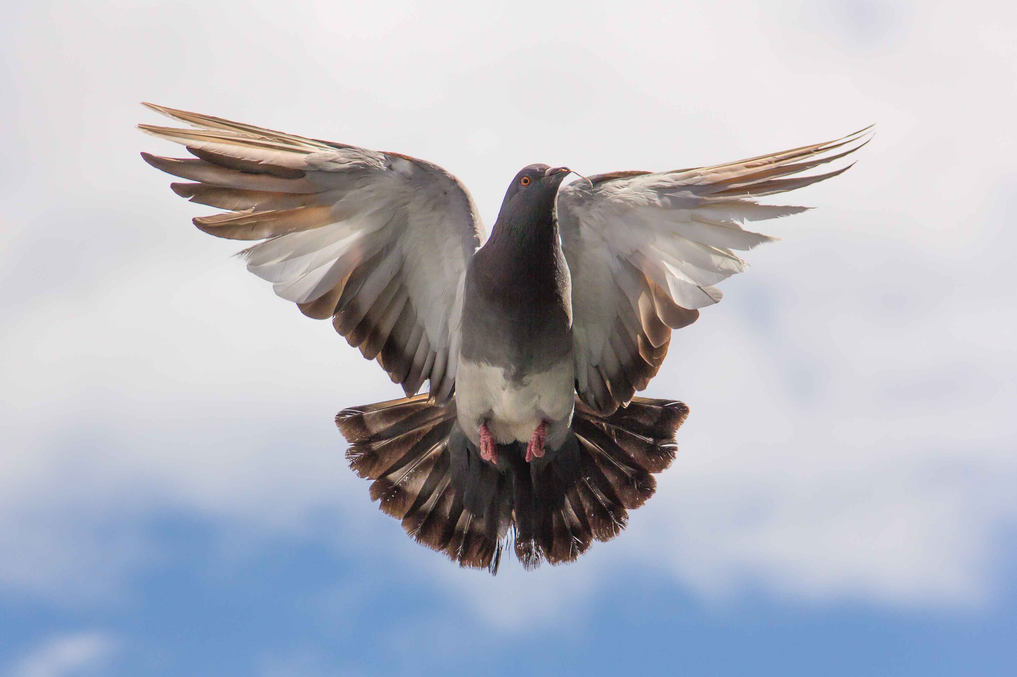 Vogelwering plaatsen